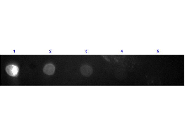 Rabbit IgG Fc Antibody - Dot Blot results of Goat F(ab')2 Anti-Rabbit IgG F(c) Antibody Texas Red™ Conjugated. Dots are Rabbit F(c) at (1) 100ng, (2) 33.3ng, (3) 11.1ng, (4) 3.70ng, (5) 1.23ng. Primary Antibody: Goat F(ab')2 Anti-Rabbit IgG F(c) Antibody Texas Red™ at 1µg/mL for 1hr at RT. Secondary Antibody: none.