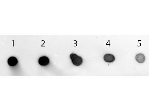 Rabbit IgG Antibody - Dot Blot of Goat anti-Rabbit IgG (Min X Human Serum Proteins) Antibody Alkaline Phosphatase Conjugated. Antigen: Rabbit IgG. Load: Lane 1 - 200 ng Lane 2 - 66.67 ng Lane 3 - 22.22 ng Lane 4 - 7.41 ng Lane 5 - 2.47 ng. Primary antibody: none. Secondary antibody: Goat anti-Rabbit IgG (Min X Human Serum Proteins) Antibody Alkaline Phosphatase Conjugated at 1:1,000 for 60 min at RT.