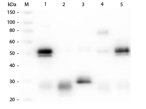 Rabbit IgG Antibody - Western Blot of Unconjugated Anti-Rabbit IgG (H&L) (GOAT) Antibody (Min X Bv, Ch, Gt, GP, Ham, Hs, Hu, Ms, Rt & Sh Serum Proteins)  Lane M: 3 µl Molecular Ladder. Lane 1: Rabbit IgG whole molecule  Lane 2: Rabbit IgG F(ab) Fragment  Lane 3: Rabbit IgG F(c) Fragment  Lane 4: Rabbit IgM Whole Molecule  Lane 5: Normal Rabbit Serum  All samples were reduced. Load: 50 ng per lane.
