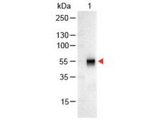 Rabbit IgG Antibody - RABBIT IgG (H&L) Antibody Alkaline Phosphatase Conjugated Western Blot. Western Blot of Goat anti-Rabbit IgG Antibody Alkaline Phosphatase Conjugated Lane 1: Rabbit IgG Load: 100 ng per lane Secondary antibody: RABBIT IgG (H&L) Antibody Alkaline Phosphatase Conjugated at 1:1000 for 60 min at RT Block: MB-070 for 30 min at RT Predicted/Observed size: 55 and 28 kD, 55 kD. This image was taken for the unconjugated form of this product. Other forms have not been tested.