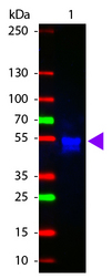 Rabbit IgG Antibody - Western Blot of ATTO 425 conjugated Goat anti-Rabbit IgG antibody. Lane 1: Rabbit IgG. Lane 2: none. Load: 50 ng per lane. Primary antibody: none. Secondary antibody: ATTO 425 rabbit secondary antibody at 1:1000 for 60 min at RT. Block: MB-070 for 30 min RT. Predicted/Observed size: 55 kDa, 28 kDa/55 kDa for Rabbit IgG. Other band(s): none.