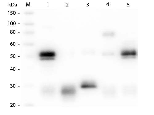 Rabbit IgG Antibody - Western Blot of Anti-Rabbit IgG (H&L) (GOAT) antibody Lane M: 3 µl Molecular Ladder. Lane 1: Rabbit IgG whole molecule Lane 2: Rabbit IgG F(ab) Fragment Lane 3: Rabbit IgG F(c) Fragment Lane 4: Rabbit IgM Whole Molecule Lane 5: Normal Rabbit Serum All samples were reduced. Load: 50 ng per lane. Block: MB-070 for 30 min at RT. Primary Antibody: Anti-Rabbit IgG (H&L) (GOAT) antibody 1:1,000 for 60 min at RT. Secondary antibody: Anti-Goat IgG (DONKEY) Peroxidase Conjugated antibody 1:40,000 in MB-070 for 30 min at RT. Predicted/Obsevered Size: 25 and 50 kDa for Rabbit IgG and Serum, 25 kDa for F(c) and F(ab), 70 and 23 kDa for IgM. Rabbit F(c) migrates slightly higher.