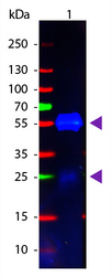 Rabbit IgG Antibody - Western Blot of Goat anti-Rabbit IgG Pre-Adsorbed Atto 488 Conjugated Secondary Antibody. Lane 1: Rabbit IgG. Lane 2: None. Load: 50 ng per lane. Primary antibody: None. Secondary antibody: Atto 488 goat secondary antibody at 1:1,000 for 60 min at RT. Block: MB-070 for 30 min at RT. Predicted/Observed size: 25 & 55 kDa, 25 & 55 kDa for Rabbit IgG. Other band(s): None.