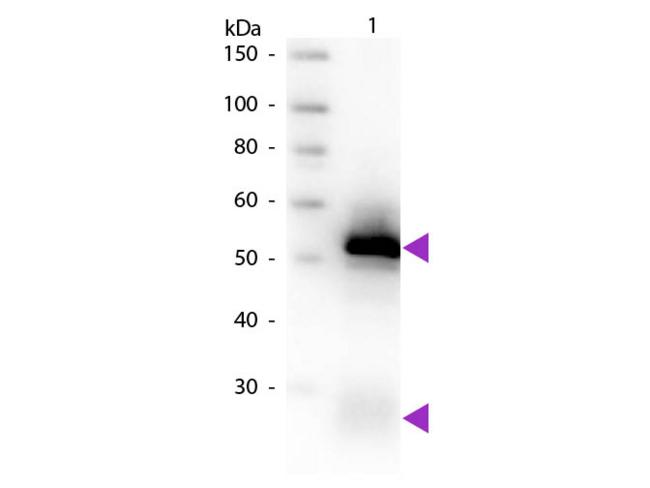 Rabbit IgG Antibody - Western blot of Biotin conjugated Goat Anti-Rabbit IgG Pre-Adsorbed secondary antibody. Lane 1: Rabbit IgG. Lane 2: None. Load: 50 ng per lane. Primary antibody: Biotin conjugated Goat Anti-Rabbit IgG Pre-Adsorbed at 1:1,000 for 60 min at RT. Secondary antibody: Peroxidase streptavidin secondary antibody at 1:40,000 for 30 min at RT. Predicted/Observed size: 25 & 55 kDa, 25 & 55 kDa for Rabbit IgG. Other band(s): None.
