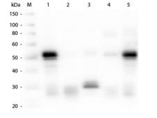 Rabbit IgG Antibody - Western Blot of Anti-Rabbit IgG (H&L) (GOAT) Antibody  Lane M: 3 µl Molecular Ladder. Lane 1: Rabbit IgG whole molecule  Lane 2: Rabbit IgG F(ab) Fragment  Lane 3: Rabbit IgG F(c) Fragment  Lane 4: Rabbit IgM Whole Molecule  Lane 5: Normal Rabbit Serum  All samples were reduced. Load: 50 ng per lane.