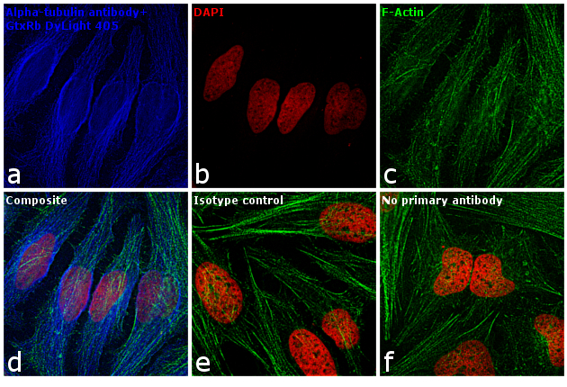 Rabbit IgG Antibody - Rabbit IgG (H+L) Antibody in Immunofluorescence (IF)
