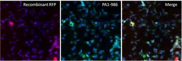 Rabbit IgG Antibody - Rabbit IgG (H+L) Cross-Adsorbed Antibody in Immunofluorescence (IF)