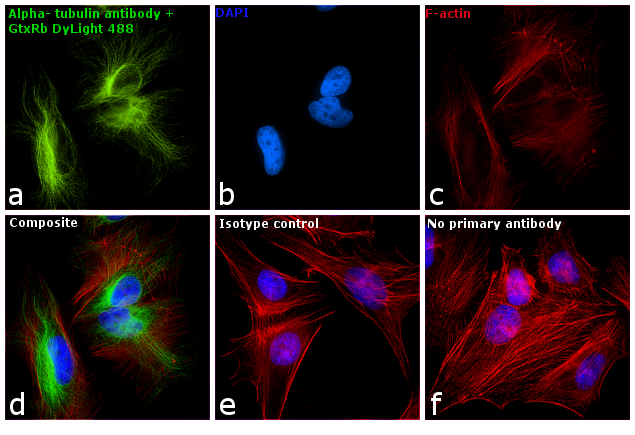 Rabbit IgG Antibody - Rabbit IgG (H+L) Antibody in Immunofluorescence (IF)