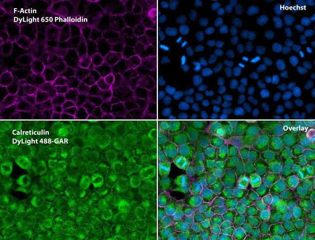 Rabbit IgG Antibody - Rabbit IgG (H+L) Antibody in Immunofluorescence (IF)