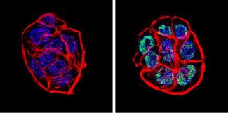 Rabbit IgG Antibody - Rabbit IgG (H+L) Antibody in Immunofluorescence (IF)