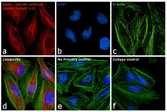 Rabbit IgG Antibody - Rabbit IgG (H+L) Antibody in Immunofluorescence (IF)