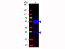 Rabbit IgG Antibody - Western blot of Fluorescein conjugated Goat Fab Anti-Rabbit IgG secondary antibody. Lane 1: Rabbit IgG. Lane 2: None. Load: 50 ng per lane. Primary antibody: None. Secondary antibody: Fluorescein goat secondary antibody at 1:1,000 for 60 min at RT. Predicted/Observed size: 25 & 55 kDa, 25 & 55 kDa for Rabbit IgG. Other band(s): None.