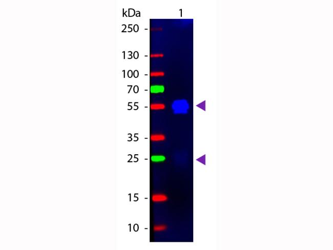 Rabbit IgG Antibody - Western blot of Fluorescein conjugated Goat F(ab’)2 Anti-Rabbit IgG Pre-Adsorbed secondary antibody. Lane 1: Rabbit IgG. Lane 2: None. Load: 50 ng per lane. Primary antibody: None. Secondary antibody: Fluorescein goat secondary antibody at 1:1,000 for 60 min at RT. Predicted/Observed size: 25 & 55 kDa, 25 & 55 kDa for Rabbit IgG. Other band(s): None.