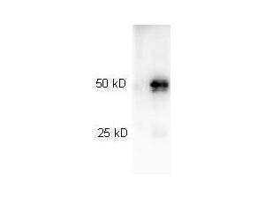 Rabbit IgG Antibody - Western Blot of Peroxidase conjugated Goat anti-Rabbit IgG antibody. Lane 1: Rabbit IgG. Lane 2: none. Load: 25 ng per lane. Primary antibody: none. Secondary antibody: Peroxidase goat secondary antibody at 1:40,000 for 45 min at RT.