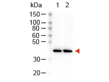 Rabbit IgG Antibody - RABBIT IgG (H&L) Antibody Peroxidase Conjugated Western Blot. Western blot of Peroxidase Conjugated Goat Anti-Rabbit Antibody Lane 1: HeLa Whole Cell Lysate Lane 2: NIH/3T3 Whole Cell Lysate Load: 10 ug per lane Primary antibody: Beta Actin Antibody at 1:1000 for overnight at 4C Secondary antibody: Peroxidase Conjugated Goat Anti-Rabbit Antibody at 1:40000 for 30 min at RT Block: MB-070 for 30 min at RT Predicted/Observed size: 42 kD, 42 kD. This image was taken for the unconjugated form of this product. Other forms have not been tested.
