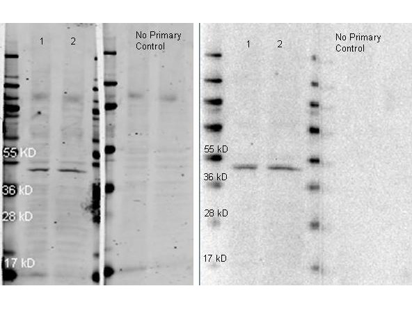 Rabbit IgG Antibody - HRP conjugated Anti-Rabbit IgG polyclonal antibody-Western blot. HRP conjugated anti-rabbit antibody was used to detect anti-Beta Actin antibody (LS-B323 lot 26928). HeLa (Lane 1) and NIH 3T3 (Lane 2) Whole cell lysates were run on a 4-20% gel, transferred to nitrocellulose under standard conditions, and incubated with anti-beta actin at a dilution of 1:2000 (ON 4C). For secondary antibody detection, blot was incubated for 1 hr RT simultaneously with: 1. ATTO 647N conjugated anti-rabbit antibody (p/n lot 26426C, 1:10000 in MB-070, Shown on Left and 2. HRP conjugated anti-rabbit IgG (Anti-RABBIT IgG (H&L) (GOAT) Antibody Peroxidase Conjugated  (Min X Human Serum Proteins) lot 19247, 1:10000 in MB-070, shown on right) Blot was dried, imaged at a wavelength of 700 nm on a LiCor Odyssey reader, rewetted in TBS and imaged after 2 min with a 30 sec exposure time using Femtomax-110 super sensitive Chemiluminescent substrate using the Bio-Rad Versa Doc Imaging System. This image was taken for the unconjugated form of this product. Other forms have not been tested.