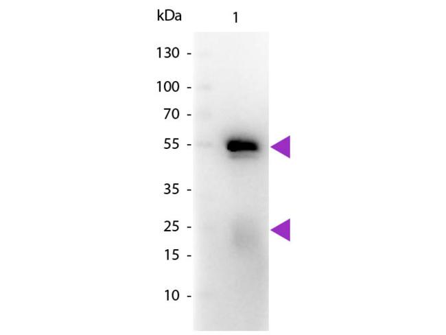 Rabbit IgG Antibody - Western blot of Peroxidase conjugated Goat Fab Anti-Rabbit IgG secondary antibody. Lane 1: Rabbit IgG. Lane 2: None. Load: 50 ng per lane. Primary antibody: None. Secondary antibody: Peroxidase goat secondary antibody at 1:1,000 for 60 min at RT. Predicted/Observed size: 25 & 55 kDa, 25 & 55 kDa for Rabbit IgG. Other band(s): None.