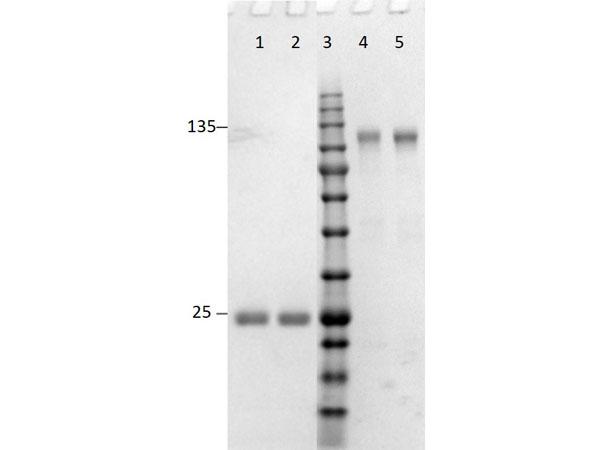 Rabbit IgG Antibody - SDS-PAGE results of Goat F(ab')2 Anti-Rabbit IgG (H&L) Antibody. Lane 1: reduced F(ab')2 anti-Mouse. Lane 2: reduced F(ab')2 anti-Rabbit. Lane 3: Opal Prestained Ladder - MB-Lane 4: non-reduced F(ab')2 anti-Mouse. Lane 5: non-reduced F(ab')2 anti-Rabbit. Load: 1.0ug. 4-20% Lonza SDS-PAGE