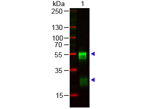 Rabbit IgG Antibody - RABBIT IgG (H&L) Antibody Pre-adsorbed Western Blot. Western blot of Goat anti-RABBIT IgG (H&L) Antibody Pre-adsorbed Lane 1: Rabbit IgG Load: 100 ng per lane Primary antibody: RABBIT IgG (H&L) Antibody Pre-adsorbed at 1:1000 for overnight at 4C Secondary antibody: DyLight 800 Donkey Anti-Goat IgG 1:20000 for 30 min at RT Block: MB-070 for 30 min at RT Predicted/Observed size: 55 and 28 kD, 55 and 28 kD.