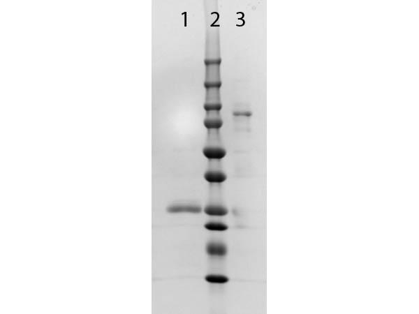 Rabbit IgG Antibody - SDS PAGE of Fab Anti-RABBIT IgG (GOAT) Antibody. Lane 1: 1x Reduced, Fab Anti-RABBIT IgG Antibody. Lane 2: Molecular Weight Ladder. Lane 3: 1x Non-Reduced, Fab Anti-RABBIT IgG Antibody. 4-20% Lonza SDS-PAGE; Coomassie Stained.