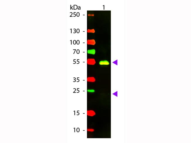 Rabbit IgG Antibody - Western blot of Texas Red™ conjugated Goat F(ab’)2 Anti-Rabbit IgG Pre-Adsorbed secondary antibody. Lane 1: Rabbit IgG. Lane 2: None. Load: 50 ng per lane. Primary antibody: None. Secondary antibody: Texas Red™ goat secondary antibody at 1:1,000 for 60 min at RT. Predicted/Observed size: 25 & 55 kDa, 25 & 55 kDa for Rabbit IgG. Other band(s): None.