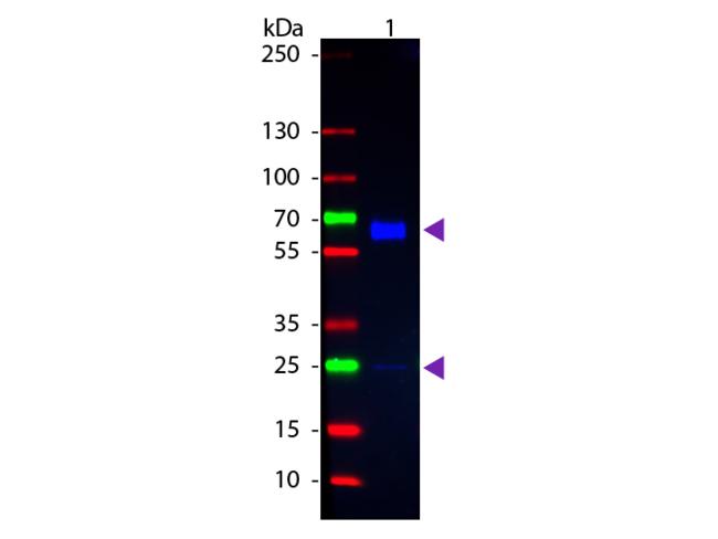 Rat IgA Antibody - Western blot of Fluorescein conjugated Goat Anti-Rat IgA (Alpha chain) secondary antibody. Lane 1: Mouse IgA Kappa chain. Lane 2: None. Load: 100 ng per lane. Primary antibody: None. Secondary antibody: Fluorescein goat secondary antibody at 1:1,000 for 60 min at RT. Observed/Predicted size: 55 kDa, 55 kDa for Rat IgA. Other band(s): IgA light chain.