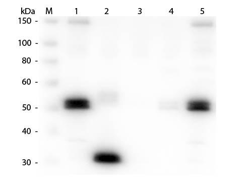 Rat IgG Fc Antibody - Western Blot of Anti-Rat IgG F(c) (GOAT) Antibody  Lane M: 3 µl Molecular Ladder. Lane 1: Rat IgG whole molecule  Lane 2: Rat IgG F(c) Fragment  Lane 3: Rat IgG Fab Fragment  Lane 4: Rat IgM Whole Molecule  Lane 5: Rat Serum  All samples were reduced. Load: 50 ng per lane.