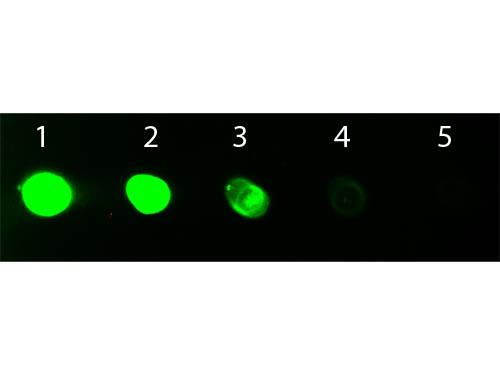 Rat IgG Fc Antibody - Dot Blot of Goat anti-Rat IgG Fc Antibody Fluorescein Conjugated. Antigen: Rat IgG. Load: Lane 1 - 100 ng Lane 2 - 33.3 ng Lane 3 - 11.1 ng Lane 4 - 3.70 ng Lane 5 - 1.23 ng. Primary antibody: n/a. Secondary antibody: Goat anti-Rat IgG Fc Antibody Fluorescein Conjugated at 1:1,000 for 60 min at RT.