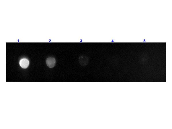 Rat IgG Fc Antibody - Dot Blot results of Goat F(ab')2 Anti-Rat IgG Antibody Fluorescein Conjugated. Dots are Rat F(c) at (1) 100ng, (2) 33.3ng, (3) 11.1ng, (4) 3.70ng, (5) 1.23ng. Primary Antibody: none. Secondary Antibody: Goat F(ab')2 Anti-Rat IgG Antibody FITC at 1µg/mL for 1hr at RT.