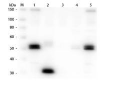 Rat IgG Fc Antibody - Western Blot of Unconjugated Anti-Rat IgG F(c) (GOAT) Antibody  Lane M: 3 µl Molecular Ladder. Lane 1: Rat IgG whole molecule  Lane 2: Rat IgG F(c) Fragment  Lane 3: Rat IgG Fab Fragment  Lane 4: Rat IgM Whole Molecule  Lane 5: Rat Serum  All samples were reduced. Load: 50 ng per lane.