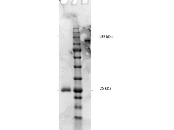 Rat IgG Fc Antibody - SDS-PAGE results of Goat F(ab')2 Anti-Rat IgG F(c) Antibody. Lane 1: reduced Goat F(ab')2 anti-Rat. Lane 2: Opal Prestained Ladder - MB-Lane 3: non-reduced Goat F(ab')2 anti-Rat. Load: 1.0ug. 4-20% Lonza SDS-PAGE
