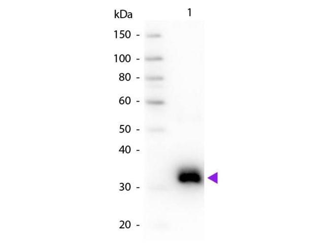 Rat IgG Fc Antibody - Western blot of Goat Anti-Rat IgG F(c) secondary antibody. Lane 1: Rat Fc. Lane 2: None. Load: 50 ng per lane. Primary antibody: Rat IgG F(c) antibody at 1:1,000 for overnight at 4°C. Secondary antibody: Peroxidase goat secondary antibody at 1:40,000 for 30 min at RT. Predicted/Observed size: 28 kDa, 28 kDa for Rat IgG F(c). Other band(s): None.