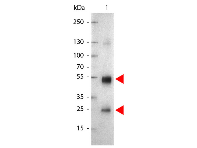 Rat IgG Antibody - Western Blot of Alkaline Phosphatase Conjugated Goat anti-Rat IgG antibody. Lane 1: Rat IgG. Lane 2: none. Load: 50 ng per lane. Primary antibody: none. Secondary antibody: Alkaline Phosphatase rat secondary antibody at 1:1000 for 60 min at RT. Block: MB-070 for 30 min RT. Predicted/Observed size: 55 kDa, 28 kDa for Rat IgG. Other band(s): none. This image was taken for the unconjugated form of this product. Other forms have not been tested.