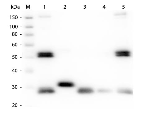 Rat IgG Antibody - Western Blot of Anti-Rat IgG (H&L) (GOAT) antibody Lane M: 3 µl Molecular Ladder. Lane 1: Rat IgG whole molecule Lane 2: Rat IgG F(c) Fragment Lane 3: Rat IgG Fab Fragment Lane 4: Rat IgM Whole Molecule Lane 5: Rat Serum All samples were reduced. Load: 50 ng per lane. Block: MB-070 for 30 min at RT. Primary Antibody: Anti-Rat IgG (H&L) (GOAT) antibody 1:1,000 for 60 min at RT. Secondary Antibody: Anti-Goat IgG (DONKEY) Peroxidase Conjugated antibody 1:40,000 in MB-070 for 30 min at RT. Predicted/Obsevered Size: 25 and 55 kDa for Rat IgG and Serum, 25 kDa for F(c) and Fab, 78 and 25 kDa for IgM. Rat F(c) migrates slightly higher.