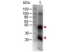 Rat IgG Antibody - Western Blot - Rat IgG (H&L) Antibody Biotin Conjugated. Western Blot of Goat anti-Rat IgG (H&L) Antibody Biotin Conjugated Lane 1: Rat IgG Load: 100 ng per lane Primary antibody: Rat IgG (H&L) Antibody Biotin Conjugated at 1:1000 for 60 min RT Secondary antibody: HRP Conjugated Streptavidin at 1:40000 for 30 min at RT Block: MB-070 for 30 min at RT. This image was taken for the unconjugated form of this product. Other forms have not been tested.