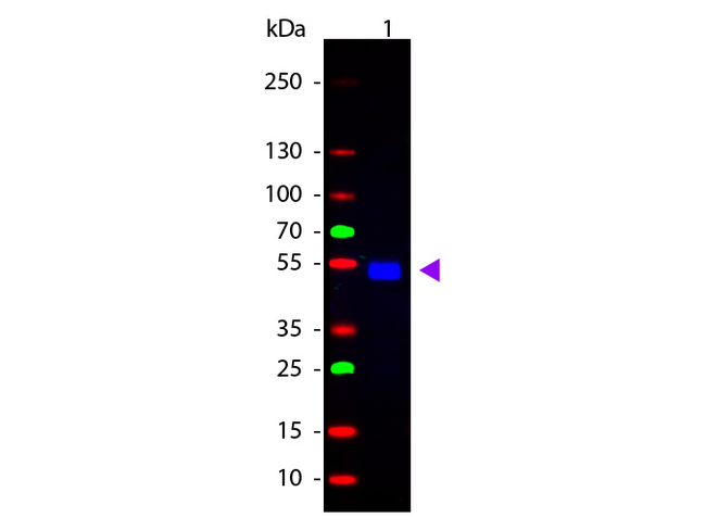 Rat IgG Antibody - Western Blot of Goat anti-Rat IgG Fluorescein Conjugated Antibody. Lane 1: Rat IgG. Lane 2: None. Load: 50 ng per lane. Primary antibody: None. Secondary antibody: Fluorescein goat secondary antibody at 1:1000 for 60 min at RT. Block: MB-070 for 30 min at RT. Predicted/Observed size: 28 & 55 kDa, 55 kDa for Rat IgG. Other band(s): None. This image was taken for the unconjugated form of this product. Other forms have not been tested.
