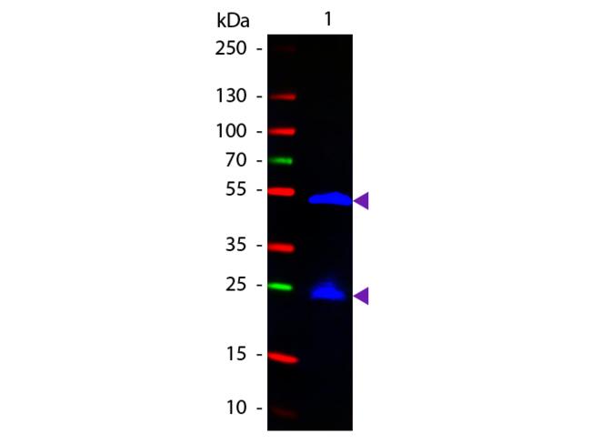 Rat IgG Antibody - Western Blot of Fluorescein conjugated Goat anti-Rat IgG secondary antibody. Lane 1: Rat IgG. Lane 2: none. Load: 50 ng per lane. Primary antibody: none. Secondary antibody: Fluorescein goat secondary antibody at 1:1,000 for 60 min at RT.