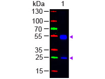 Rat IgG Antibody - Western Blot - F(ab)2 Rat IgG (H&L) Antibody Fluorescein Conjugated Pre-Adsorbed. Western Blot of Goat anti-F(ab)2 Rat IgG (H&L) Antibody Fluorescein Conjugated Pre-Adsorbed Lane 1: Rat IgG Load: 50 ng per lane Secondary antibody: F(ab)2 Rat IgG (H&L) Antibody Fluorescein Conjugated Pre-Adsorbed at 1:1000 for 60 min at RT Block: MB-070 for 30 min at RT Predicted/Observed size: 55 and 28 kD, 55 and 28 kD.