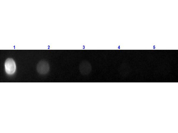 Rat IgG Antibody - Dot Blot of Fab Anti-RAT IgG (H&L) (GOAT) Antibody Fluorescein Conjugated. Lane 1: 100 ng Rat IgG. Lane 2-5: serial dilution 3 fold. Primary Antibody: n/a. Secondary Antibody: Fab Anti-Rat IgG (H&L) (Goat) Antibody Fluorescein Conjugated at 1 mg/mL at RT for 30 minutes.