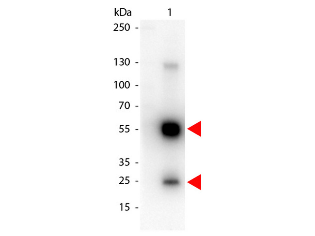 Rat IgG Antibody - Western Blot of Peroxidase conjugated Goat anti-Rat IgG antibody. Lane 1: Rat IgG. Lane 2: none. Load: 50 ng per lane. Primary antibody: none. Secondary antibody: Peroxidase rat secondary antibody at 1:1000 for 60 min at RT. Block: MB-070 for 30 min at RT. Predicted/Observed size: 55 kDa, 28 kDa for Rat IgG. Other band(s): none. This image was taken for the unconjugated form of this product. Other forms have not been tested.