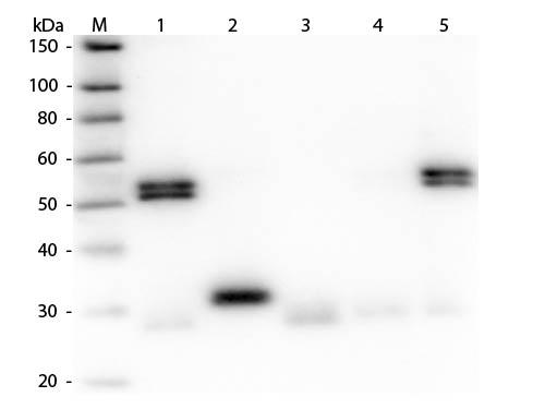 Rat IgG Antibody - Western Blot of Anti-Rat IgG (H&L) (GOAT) Antibody (Min X Human Serum Proteins)  Lane M: 3 µl Molecular Ladder. Lane 1: Rat IgG whole molecule  Lane 2: Rat IgG F(c) Fragment  Lane 3: Rat IgG Fab Fragment  Lane 4: Rat IgM Whole Molecule  Lane 5: Rat Serum  All samples were reduced. Load: 50 ng per lane.