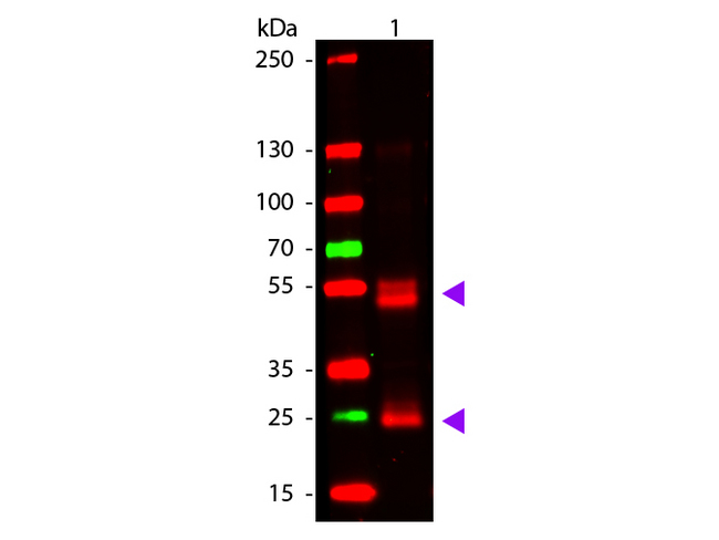 Rat IgG Antibody - Western blot of Goat anti-Rat IgG Antibody. Lane 1: Rat IgG. Lane 2: None. Load: 50 ng per lane. Primary antibody: Rat antibody at 1000 overnight at 4C. Secondary antibody: DyLight 649 goat secondary antibody at 1:20000 for 30 min at RT. Block: MB-070 for 30 min at RT. Predicted/Observed size: 28 & 55 kDa, 28 & 55 kDa for Rat IgG. Other band(s): None. This image was taken for the unmodified form of this product. Other forms have not been tested.