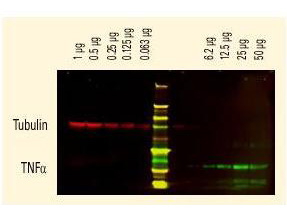 Rat IgG Antibody - Anti-Tubulin and Anti-TNFa Antibodies - Western Blot. DyLight dyes can be used for two-color Western Blot detection with low background and high signal. Anti-tubulin was detected using a DyLight 680 conjugate. Anti-TNFa was detected using a DyLight 800 conjugate. The image was captured using the Odyssey Infrared Imaging System developed by LI-COR.