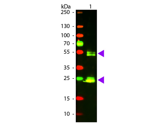 Rat IgG Antibody - Western Blot of Goat anti-Rat IgG Texas Red Conjugated Antibody. Lane 1: Rat IgG. Lane 2: None. Load: 50 ng per lane. Primary antibody: None. Secondary antibody: Texas Red goat secondary antibody at 1:1000 for 60 min at RT. Block: MB-070 for 30 min at RT. Predicted/Observed size: 28 & 55 kDa, 28 & 55 kDa for Rat IgG. Other band(s): None.