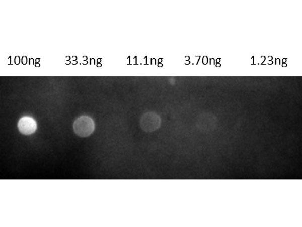 Rat IgG Antibody - Dot Blot results of Goat Fab Anti-Rat IgG Antibody Rhodamine Conjugate. Dots are Rat IgG: (1) 100ng, (2) 33.3ng, (3) 11.1ng, (4) 3.70ng, (5) 1.23ng. Primary Antibody: none. Secondary Antibody: Goat Fab Anti-Rat IgG Antibody TRITC at 1ug/mL in