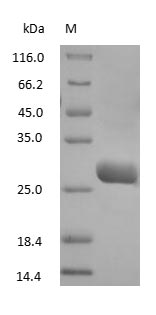 Goat IgG Fab Protein - (Tris-Glycine gel) Discontinuous SDS-PAGE (reduced) with 5% enrichment gel and 15% separation gel.
