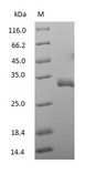 Goat IgG Fc Protein - (Tris-Glycine gel) Discontinuous SDS-PAGE (reduced) with 5% enrichment gel and 15% separation gel.