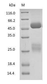 Goat IgG Protein - (Tris-Glycine gel) Discontinuous SDS-PAGE (reduced) with 5% enrichment gel and 15% separation gel.