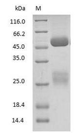 Goat IgG Protein - (Tris-Glycine gel) Discontinuous SDS-PAGE (reduced) with 5% enrichment gel and 15% separation gel.