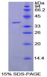 LF / LTF / Lactoferrin Protein - Recombinant Lactoferrin By SDS-PAGE